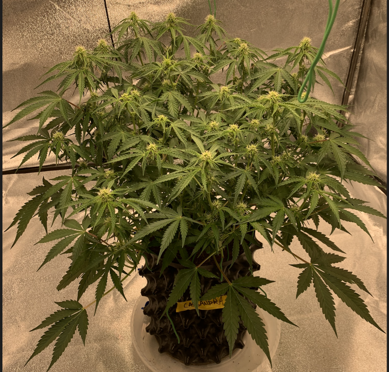 Cassandra 2021-09-03