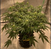 Cassandra 2021-09-03