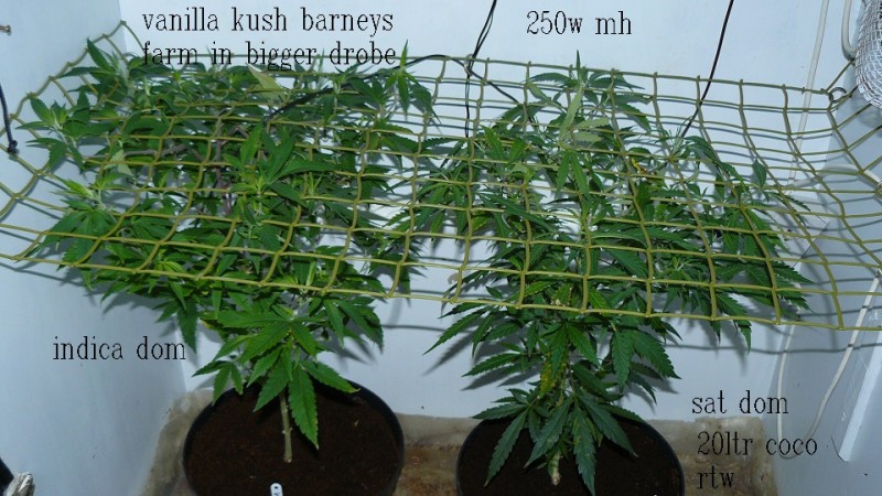 03 09 21 tangies cj etc 001