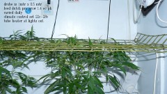 03 09 21 tangies cj etc 002