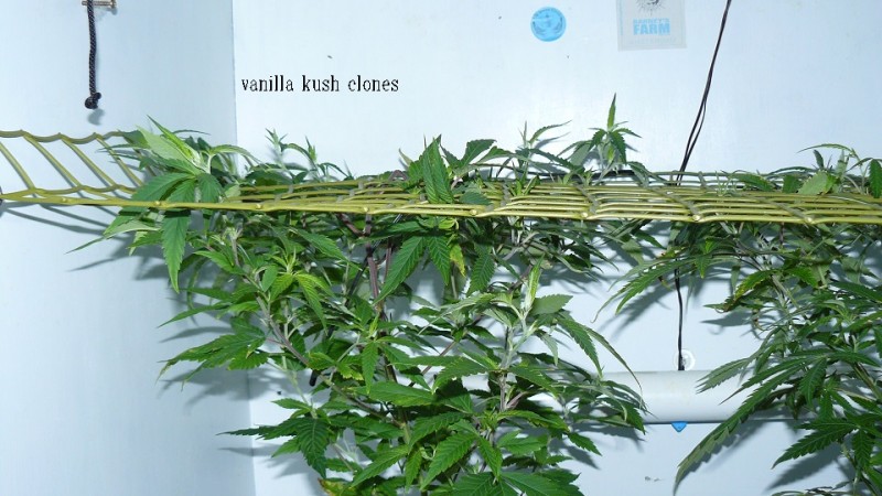 03 09 21 tangies cj etc 003