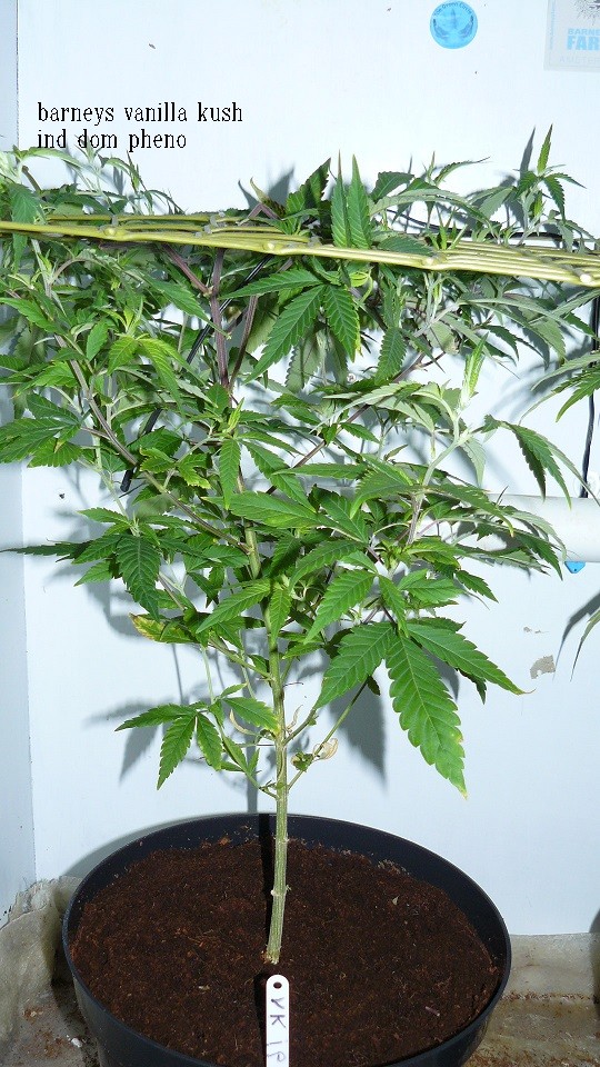 03 09 21 tangies cj etc 007