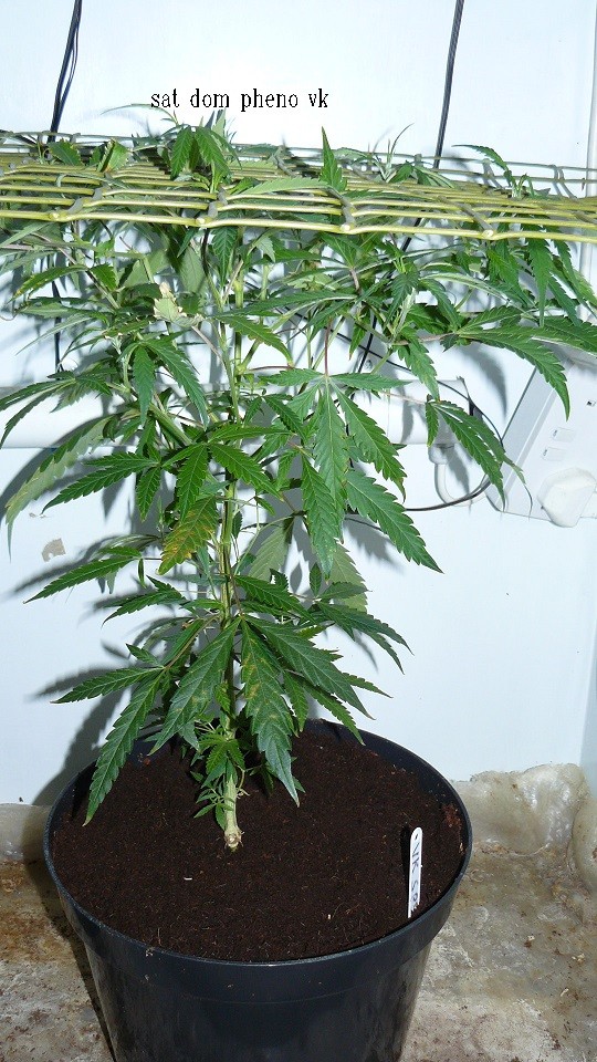 03 09 21 tangies cj etc 008