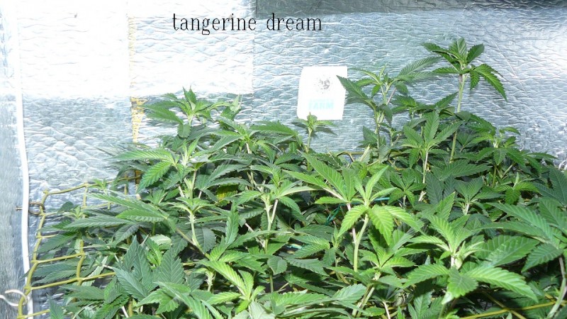 03 09 21 tangies cj etc 016