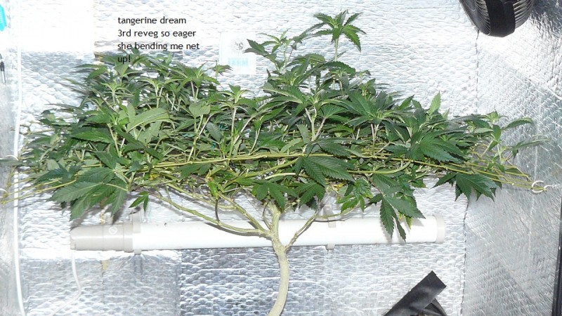 03 09 21 tangies cj etc 022