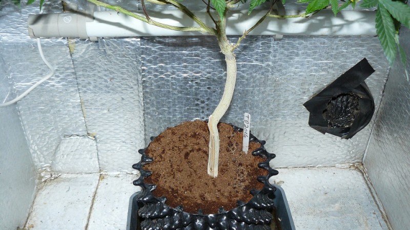 03 09 21 tangies cj etc 023