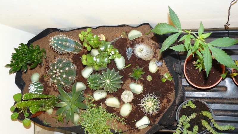 03 09 21 tangies cj etc 032