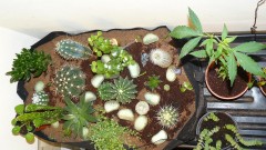 03 09 21 tangies cj etc 032