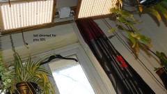 03 09 21 tangies cj etc 036