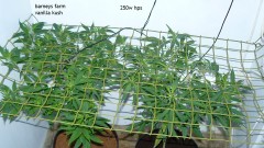 tangies etc day 8-9 flower vks 001