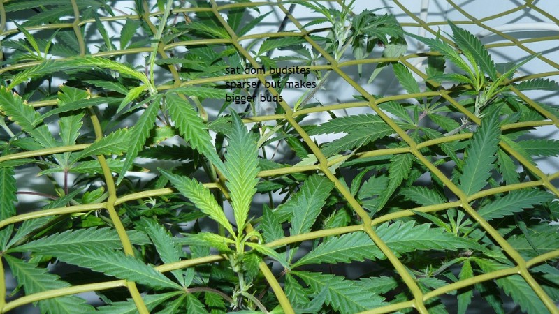 tangies etc day 8-9 flower vks 007