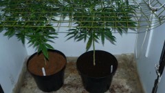 tangies etc day 8-9 flower vks 008