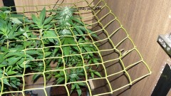 tangies etc day 8-9 flower vks 011