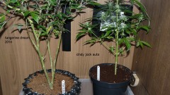 tangies etc day 8-9 flower vks 013