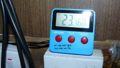 tangies etc day 8-9 flower vks 014