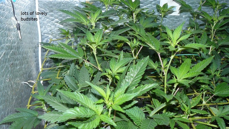 tangies etc day 8-9 flower vks 016