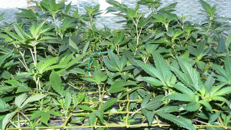 tangies etc day 8-9 flower vks 017