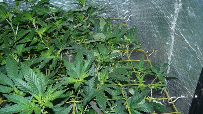 tangies etc day 8-9 flower vks 018