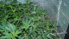 tangies etc day 8-9 flower vks 018