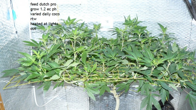 tangies etc day 8-9 flower vks 019