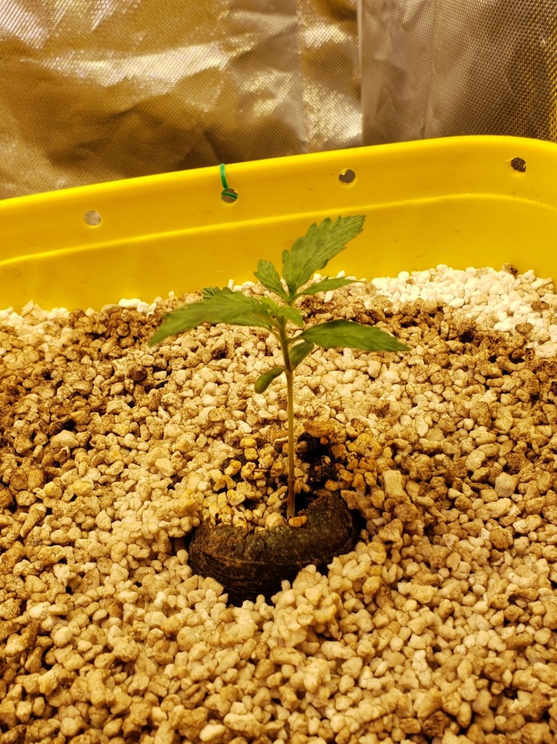 16308758277483187984889887545563