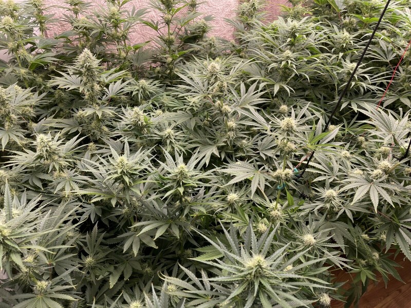 89037B86-193D-46CC-A5C4-6D885350F5DE