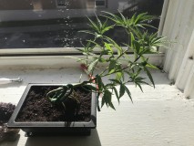 1F89E17A-EF31-4FE3-86CA-95FAD539CABE