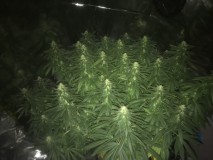 DCAED786-2262-450D-A0C8-4CEDC135B953