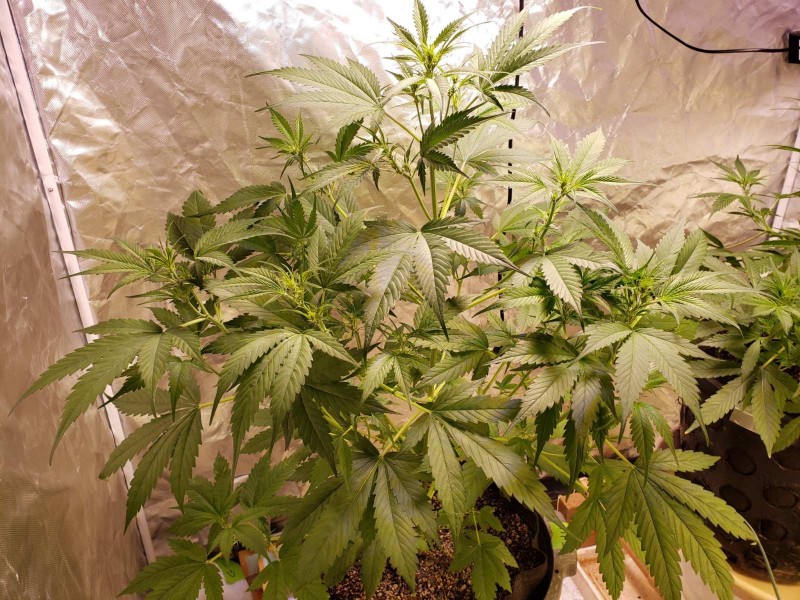 16311336288851187031201238160181