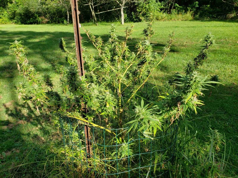 16311353070567838215161435052277