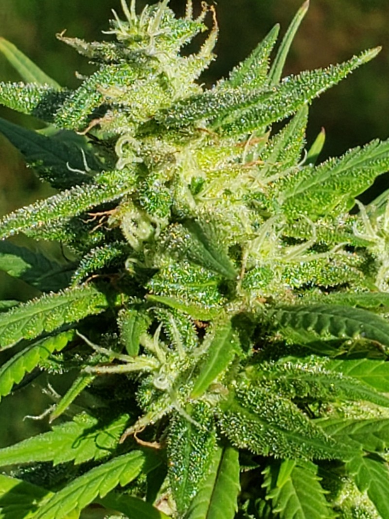 16311353875534429277207154360585