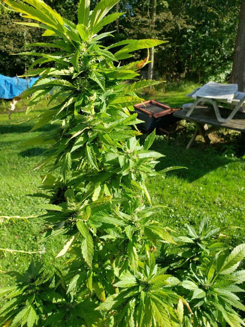 16311357279995264648614653795548