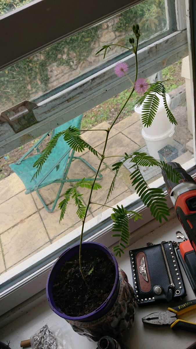 obscura1631364903344