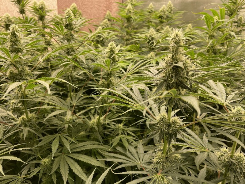 33974E6A-0608-462E-BCCB-D9EC7DB618A8