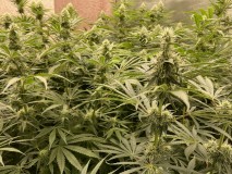 33974E6A-0608-462E-BCCB-D9EC7DB618A8