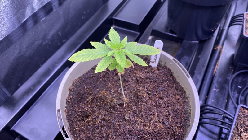 Multi strain update
