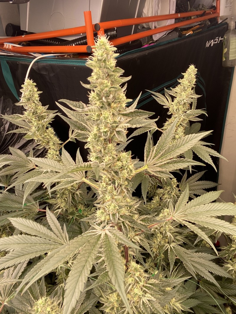 2D57B414-C101-4A5C-80D9-E5DE120693F4