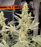 9F0B5D34-32E9-4859-A5F4-6D7F3554B246