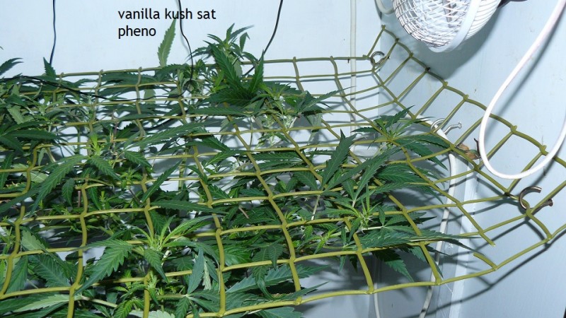 tangie vks cj 12 05 21 002