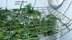 tangie vks cj 12 05 21 002