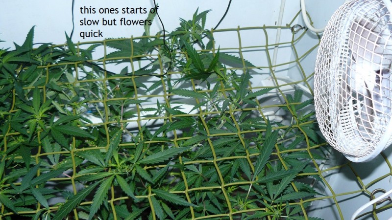 tangie vks cj 12 05 21 003