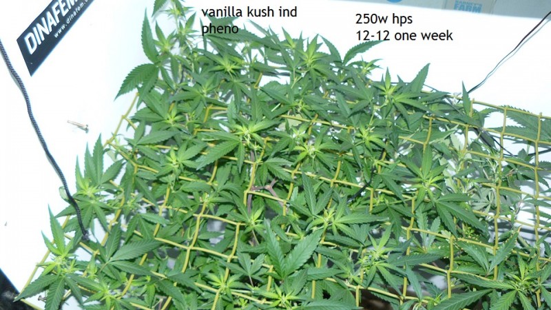 tangie vks cj 12 05 21 004