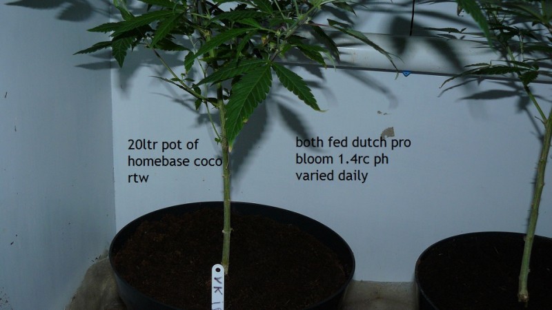 tangie vks cj 12 05 21 005