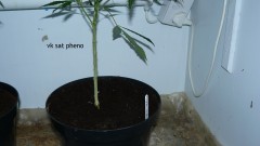 tangie vks cj 12 05 21 006