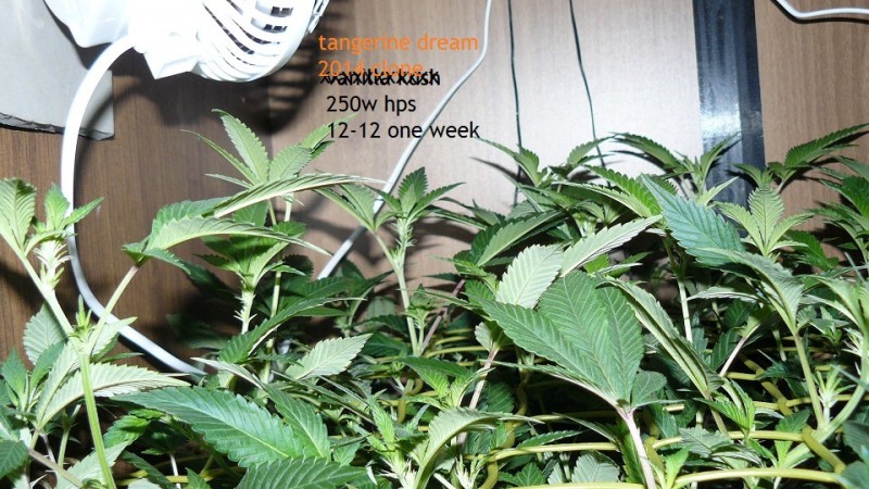 tangie vks cj 12 05 21 012