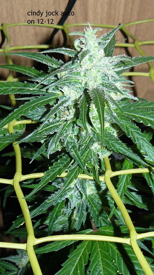 tangie vks cj 12 05 21 017