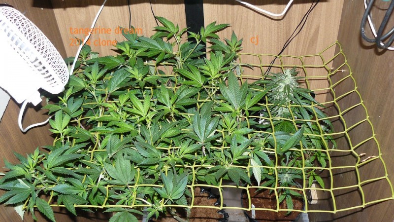 tangie vks cj 12 05 21 018