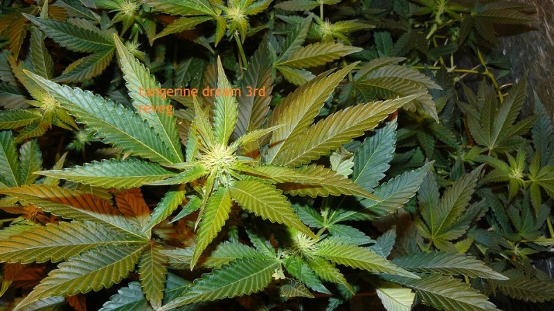 tangie vks cj 12 05 21 022