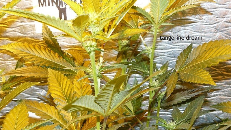 tangie vks cj 12 05 21 023