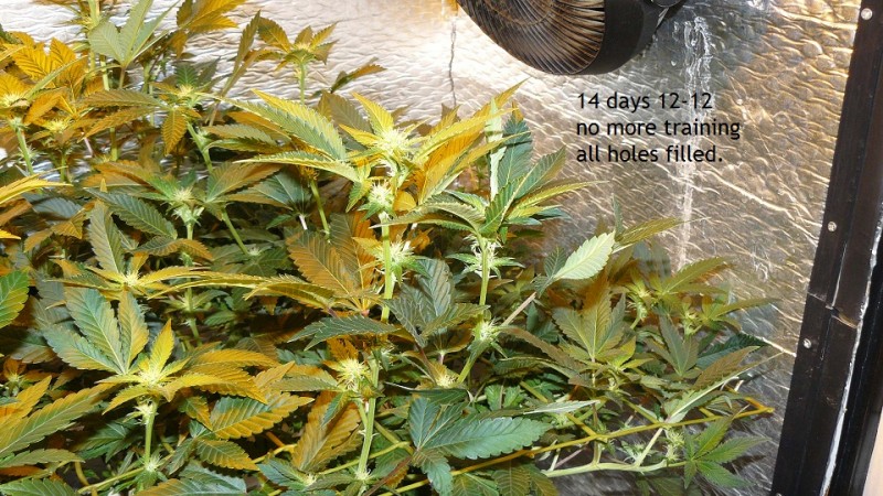 tangie vks cj 12 05 21 027